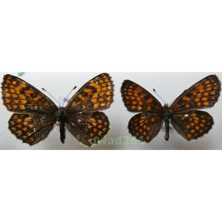 Melitaea athalia (Rottemburg, 1775) pair Przeplatka atalia Poland4e